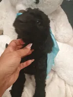 Bear, a female Goldendoodle for sale in Miami, FL – 3 of 10
