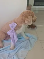 Suna , a female Goldendoodle for sale in Miami, FL – 10 of 10