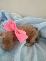 Camila , a female Goldendoodle for sale in Miami, FL – 1 of 10