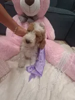 Lily , a female Goldendoodle for sale in Miami, FL – 6 of 10