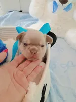 Bear, a male French Bulldog for sale in Miami, FL – Photo 1 of 10