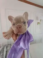 Bear, a male French Bulldog for sale in Miami, FL – Photo 7 of 10