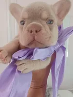 Bear, a male French Bulldog for sale in Miami, FL – Photo 3 of 10