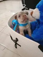 Bear, a male French Bulldog for sale in Miami, FL – Photo 9 of 10