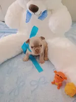 Bear, a male French Bulldog for sale in Miami, FL – Photo 4 of 10