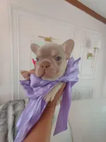 Bear, a male French Bulldog for sale in Miami, FL – Photo 2 of 10