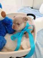 Bear, a male French Bulldog for sale in Miami, FL – Photo 6 of 10