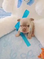 Bear, a male French Bulldog for sale in Miami, FL – Photo 5 of 10