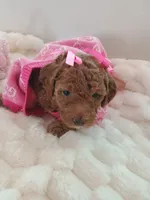 Camila , a female Goldendoodle for sale in Miami, FL – 8 of 10