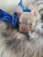 Bentley (fluffy carrier New shade Isabella lilac boy), a male French Bulldog for sale in Miami, FL – 7 of 10