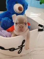 Milo, a male French Bulldog for sale in Miami, FL – Photo 6 of 10