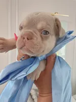 Milo, a male French Bulldog for sale in Miami, FL – Photo 3 of 10