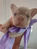 Bear, a male French Bulldog for sale in Miami, FL – Photo 10 of 10