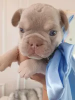 Milo, a male French Bulldog for sale in Miami, FL – Photo 10 of 10