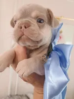 Milo, a male French Bulldog for sale in Miami, FL – Photo 7 of 10