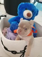 Milo, a male French Bulldog for sale in Miami, FL – Photo 8 of 10