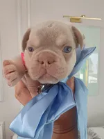 Milo, a male French Bulldog for sale in Miami, FL – Photo 2 of 10