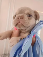 Milo, a male French Bulldog for sale in Miami, FL – Photo 9 of 10