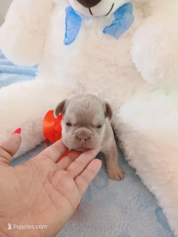 Milo – French Bulldog puppy for sale in Miami, FL
