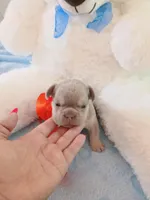 Milo, a male French Bulldog for sale in Miami, FL – Photo 1 of 10