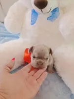 Milo, a male French Bulldog for sale in Miami, FL – Photo 4 of 10