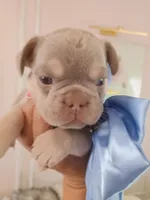 Milo, a male French Bulldog for sale in Miami, FL – Photo 5 of 10