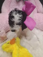 Rosie , a female Goldendoodle for sale in Miami, FL – 6 of 10