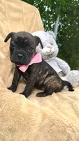 Pluto , a female American Pit Bull Terrier for sale in Miami, FL – 1 of 10