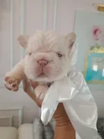 Polar bear (platinum fluffy big rope New shade Isabella ) , a male French Bulldog for sale in Miami, FL – Photo 7 of 10