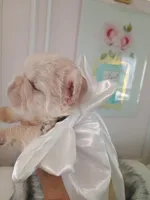 Polar bear (platinum fluffy big rope New shade Isabella ) , a male French Bulldog for sale in Miami, FL – Photo 8 of 10