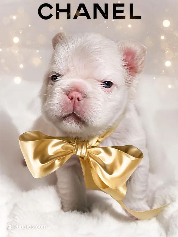 Polar bear (platinum fluffy big rope New shade Isabella )  – French Bulldog puppy for sale in Miami, FL