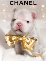 Polar bear (platinum fluffy big rope New shade Isabella ) , a male French Bulldog for sale in Miami, FL – Photo 1 of 10