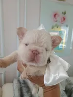 Polar bear (platinum fluffy big rope New shade Isabella ) , a male French Bulldog for sale in Miami, FL – Photo 9 of 10