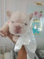 Polar bear (platinum fluffy big rope New shade Isabella ) , a male French Bulldog for sale in Miami, FL – Photo 6 of 10