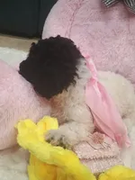 Ruri, a female Goldendoodle for sale in Miami, FL – 10 of 10