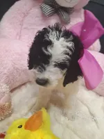 Rosie , a female Goldendoodle for sale in Miami, FL – 4 of 10