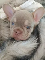 Bentley (fluffy carrier New shade Isabella lilac boy), a male French Bulldog for sale in Miami, FL – 10 of 10