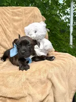 Lori , a female American Pit Bull Terrier for sale in Miami, FL – 10 of 10