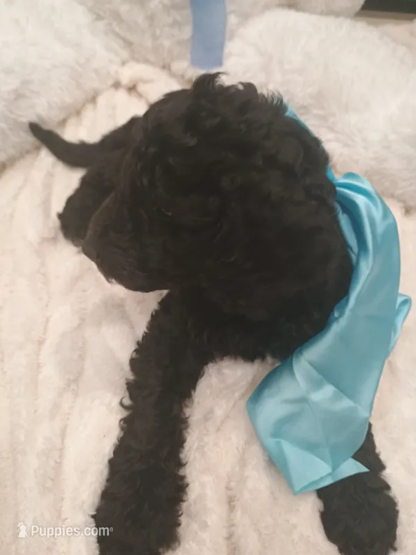Bear – Goldendoodle puppy for sale in Miami, FL