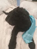 Bear, a female Goldendoodle for sale in Miami, FL – 1 of 10