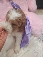 Lily , a female Goldendoodle for sale in Miami, FL – 10 of 10