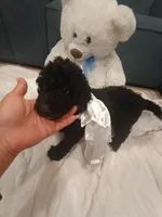 Cookie, a female Goldendoodle for sale in Miami, FL – 2 of 10