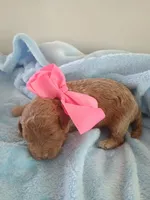 Camila , a female Goldendoodle for sale in Miami, FL – 5 of 10