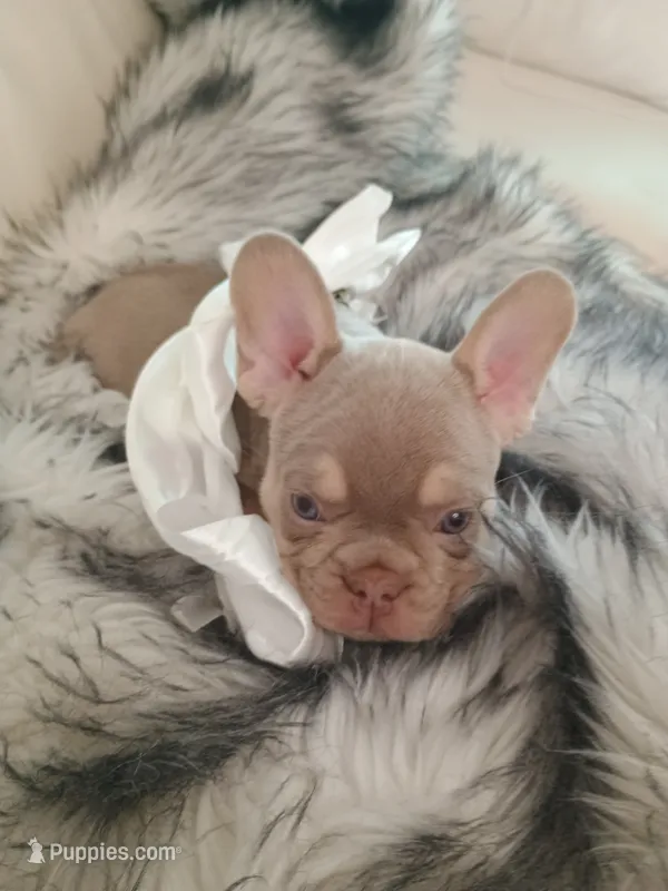 Bentley (fluffy carrier New shade Isabella lilac boy) – French Bulldog puppy for sale in Miami, FL