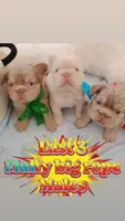 Tesla (New shade big rope fluffy boy ) , a male French Bulldog for sale in Miami, FL – 2 of 9