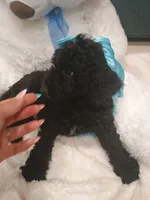 Bear, a female Goldendoodle for sale in Miami, FL – 9 of 10