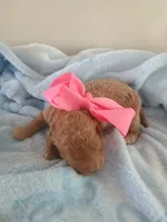 Camila , a female Goldendoodle for sale in Miami, FL – 10 of 10