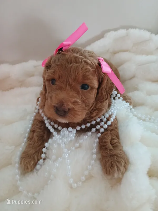 Camila  – Goldendoodle puppy for sale in Miami, FL