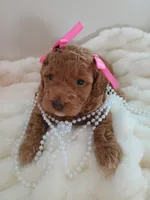 Camila , a female Goldendoodle for sale in Miami, FL – 1 of 10