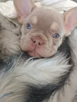 Bentley (fluffy carrier New shade Isabella lilac boy), a male French Bulldog for sale in Miami, FL – 4 of 10